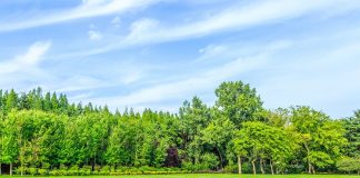 Pădurile – pilon central al viitorului investițiilor verzi în Europa Conferință de nivel înalt organizată la Academia Română, în 28 aprilie 2025