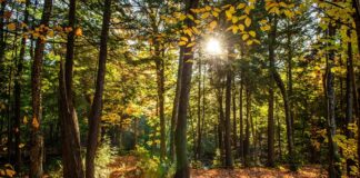 Suprafața împădurită a județului Dolj va crește cu 12% până în 2026 cu ajutorul fondurilor PNRR